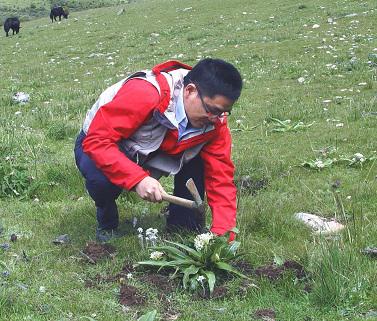 生药学教研室与西藏藏医88娱乐城